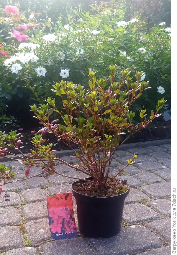 азалия японская