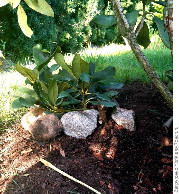 Все как рекомендовано в видео. Единственное отличие, рогатины для прижима, не еловые, а липовые