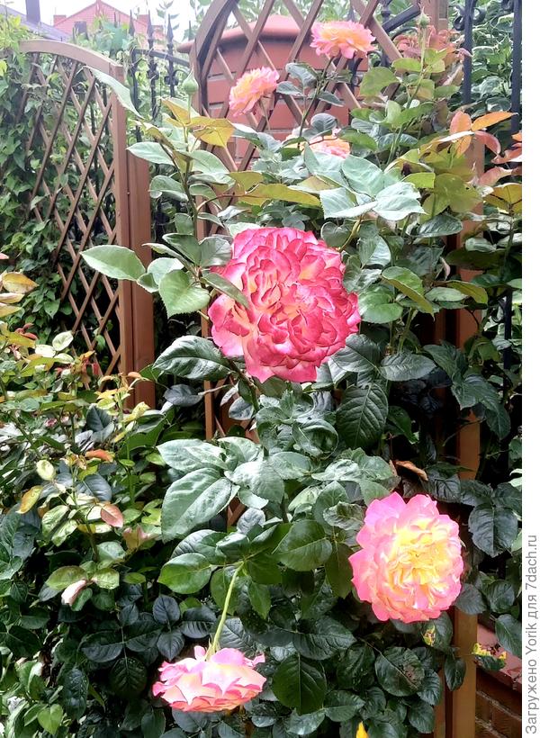 Розы начинают расцветать