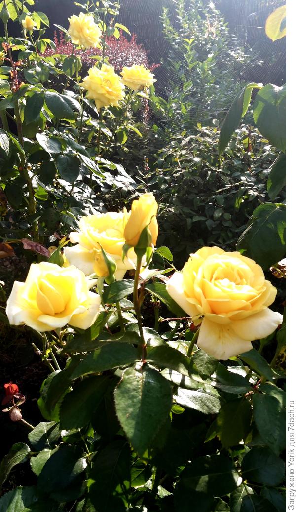 Каждая роза по своему хороша