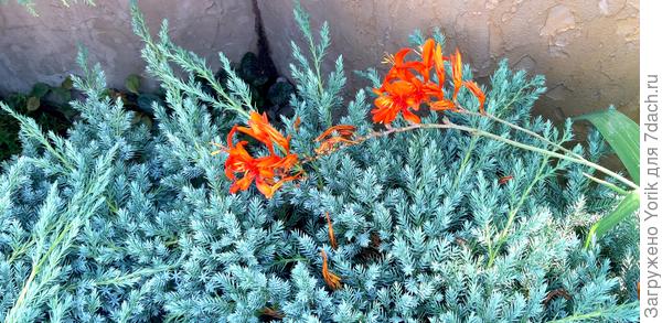 Мамбреция и можжевельник. Красивое сочетание цветка и хвои