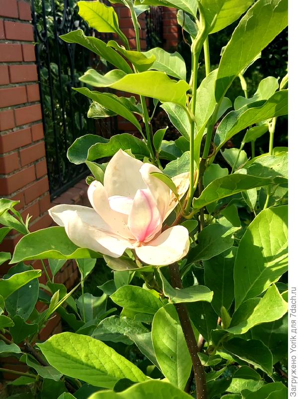 Повторное цветение магнолии