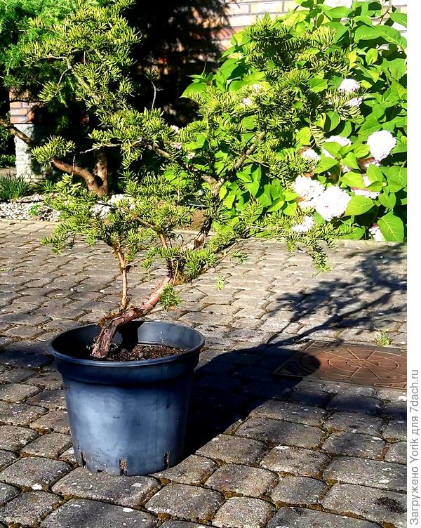 И через полчаса этот тис отпраздновал новоселье