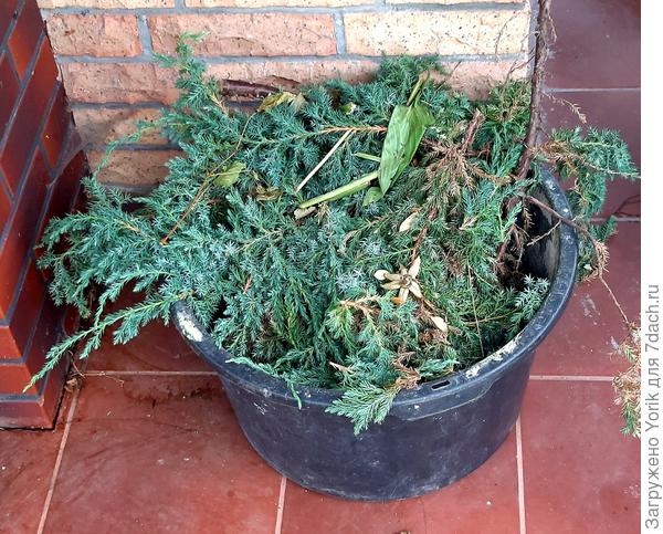 плоды вчерашней стрижки можжевельника