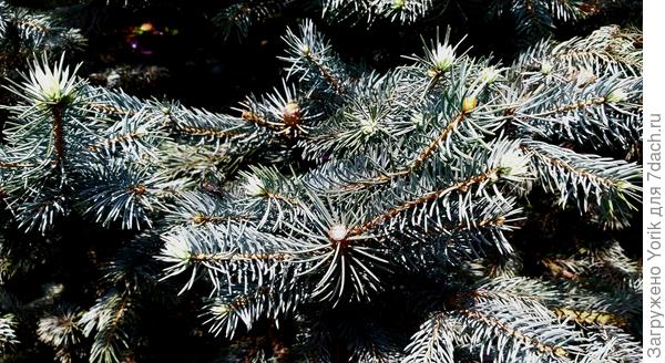 Месяц назад, была формируются обрезка голубой ели. Вот результат.