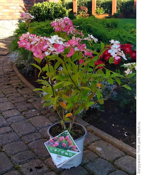 Буду надеяться, что лет через пять начнёт радовать полноценной красотой