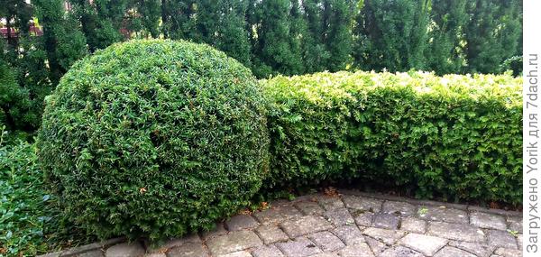 Можно стричь как хочешь (здесь три вида тиса)