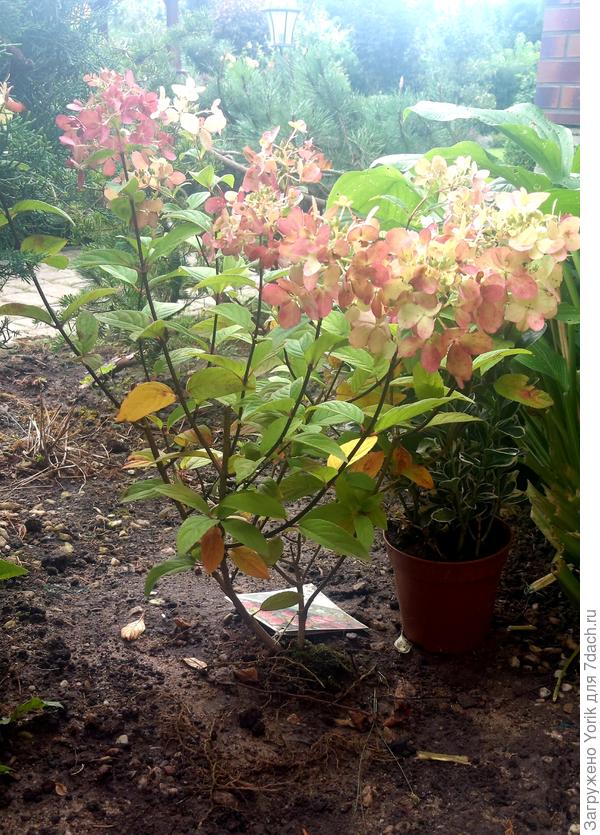 Свое приобретение я уже посадил