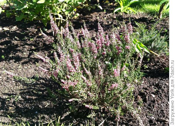 Прошлой осенью был посажен. Два раза за этот период, коты изображая из себя садовников, выкапывали,  Выжил, зацветает