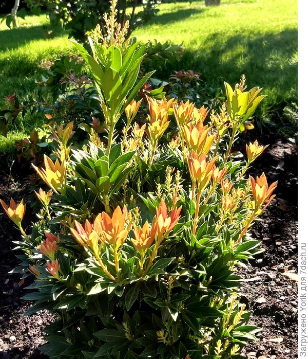 Удивительное растение - пиерис