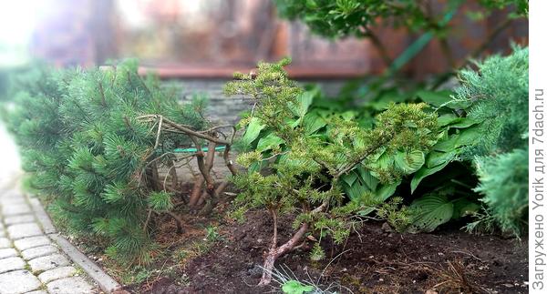 Тис (больше информации никакой).