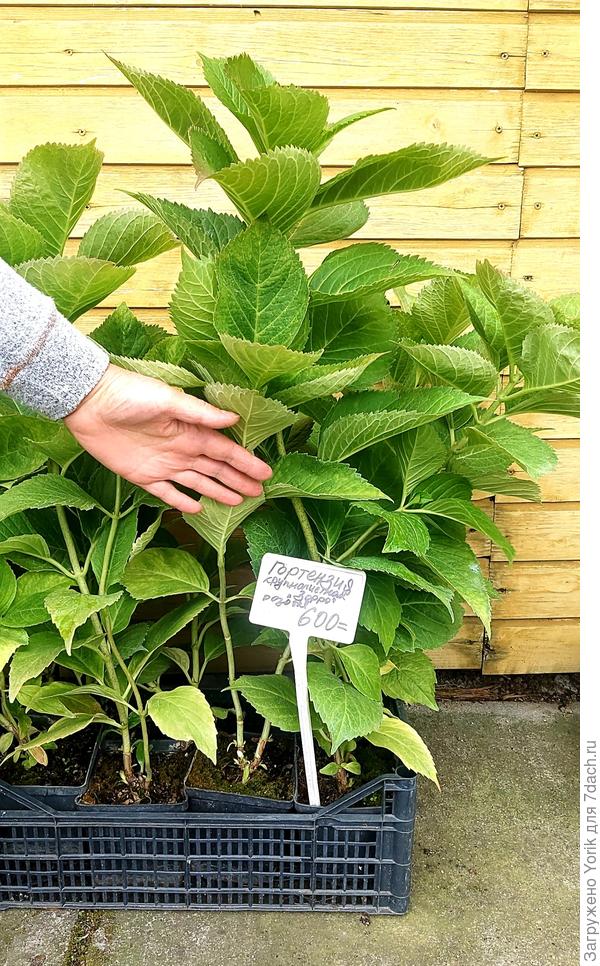 Хороший посадочный материал