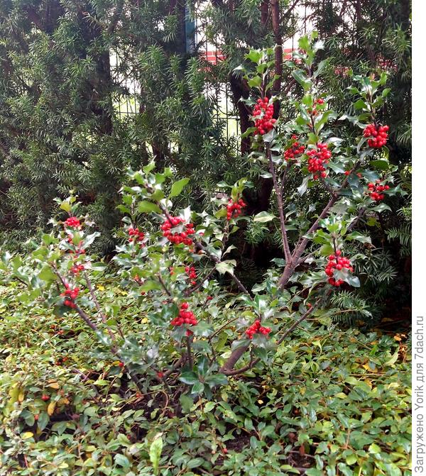 Вот один из падубов