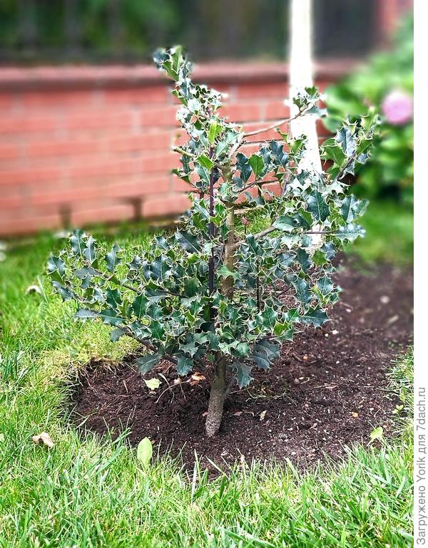 И вот еще один