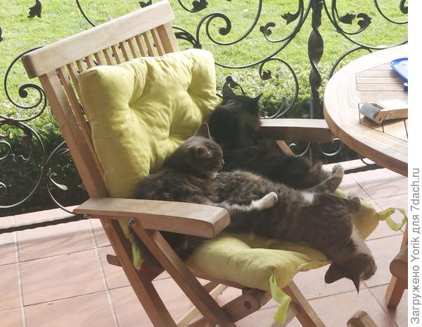 А это отдых после завтрака