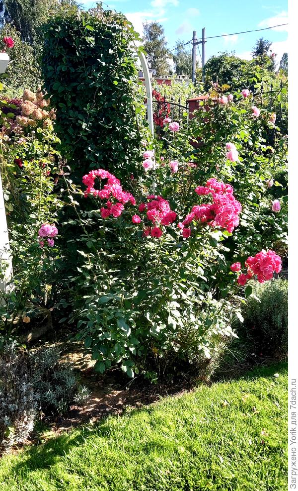 Вести с полей