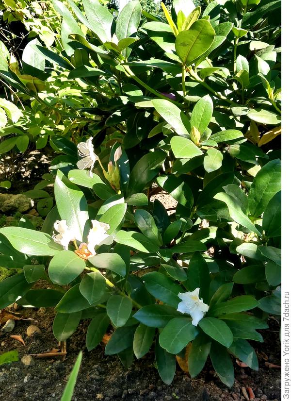 Цветение рододендрона в августе (видимо насмотрелся на магнолию)