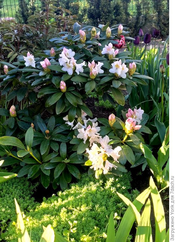 Он же, в начале мая