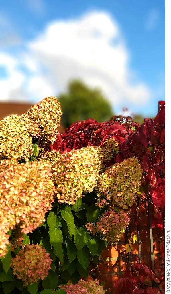 В саду многоцветие