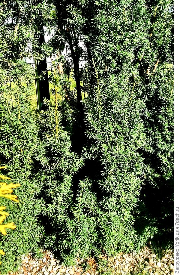 Прошлой весной, чтобы сделать изгородь гуще, состригли часть боковых веток, чтобы тис пустил в рост нижние ветви. Прошлый год прироста их почти не было, зато в этом году, подрос значительно