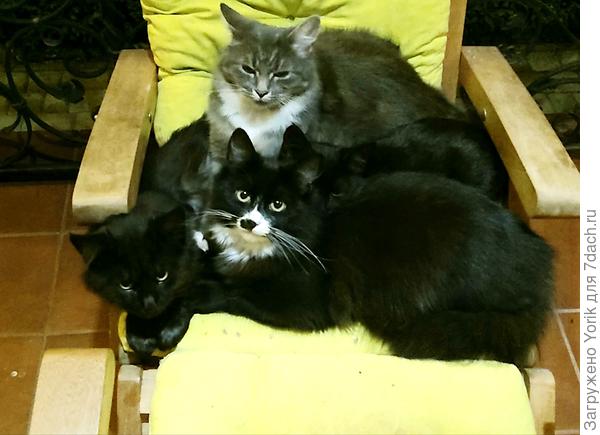 Только что не подпевают (и не подпивают)