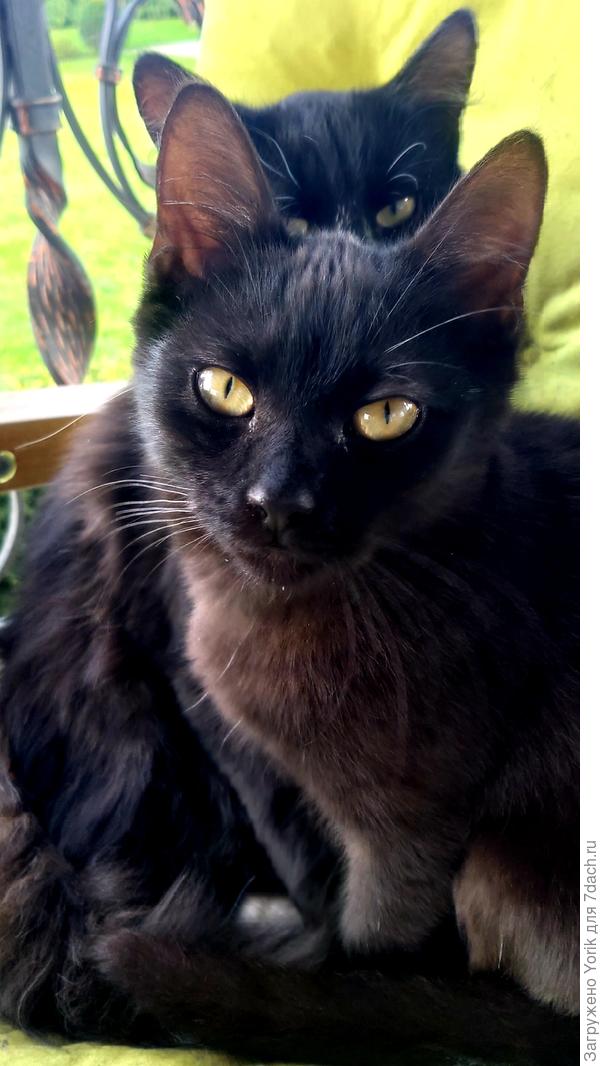 И дружное мурлыкание