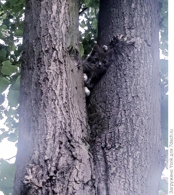 Одно из любимых занятий, лазание по деревьям