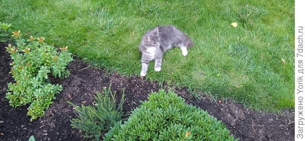 Иногда, если не дел поважнее, помогает ухаживать за газоном