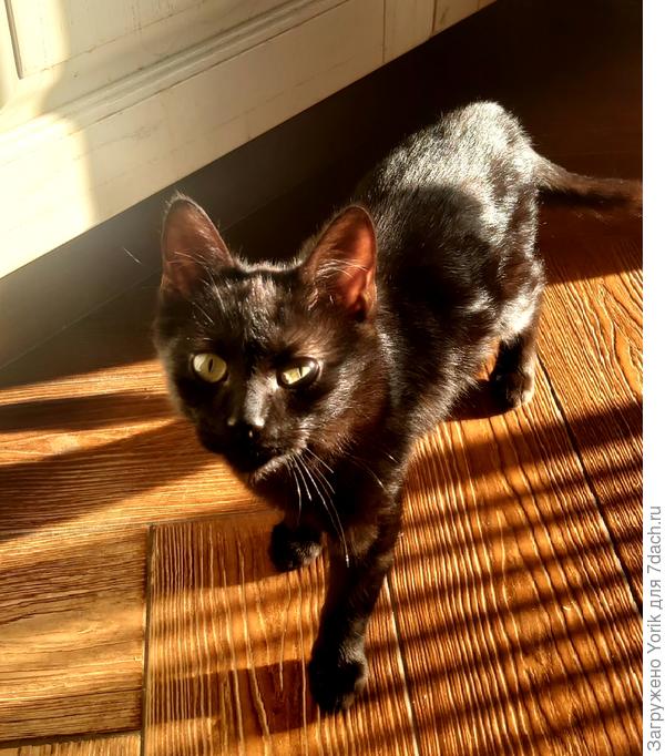 Думаю, его идеал - Багира. Так что есть к чему стремиться