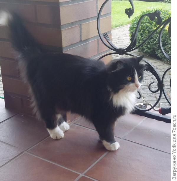 Иногда, по старой памяти, заходит в гости