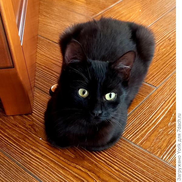 Вот такой я красавец - Блэки!
