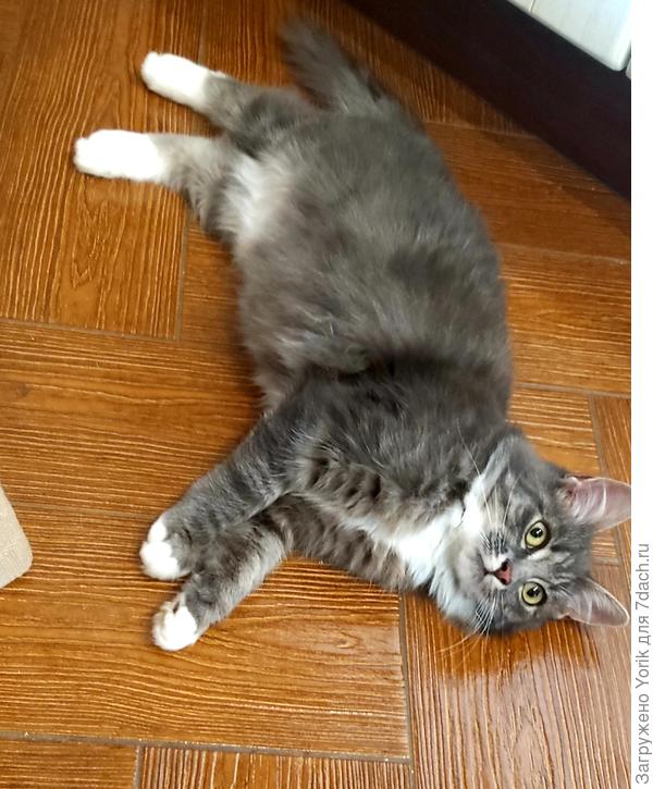 Ждём чего-нибудь вкусного (любит творог, сметану, только не кефир)