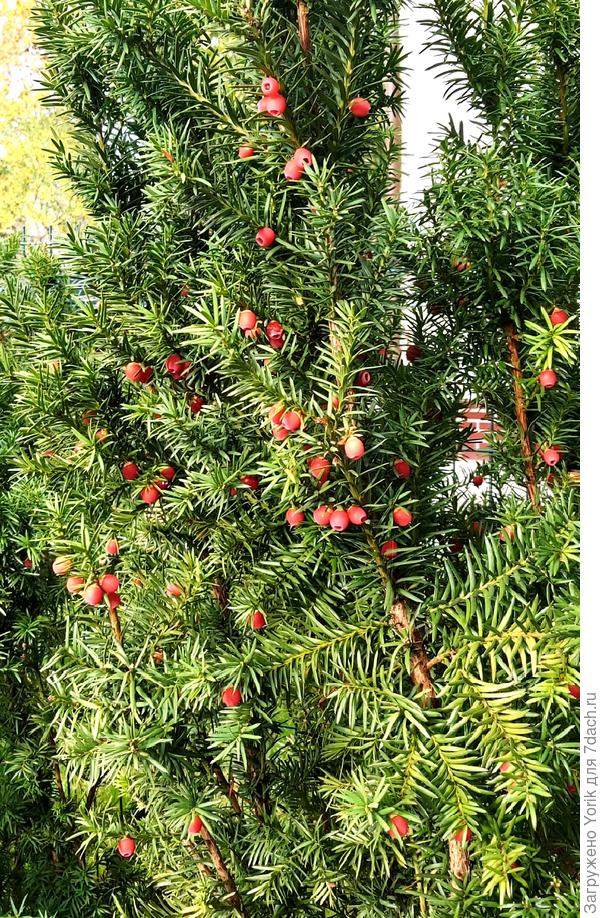 У тиса созрели ягоды. На радость зимующим дроздам