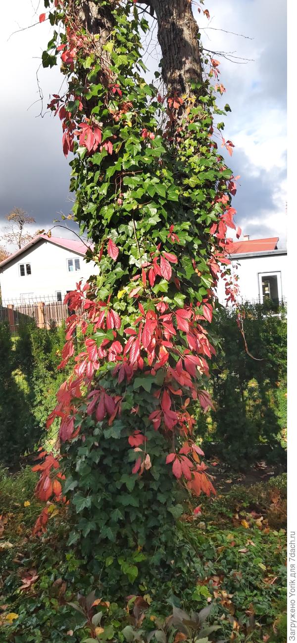 Девичий виноград уже в осеннем наряде