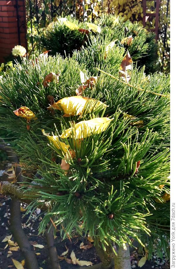 И все-таки, на дворе осень!