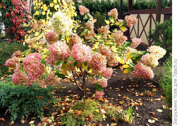 Часть роз уже обрезана. Это молоденькая гортензия, в этом году и подросла, и цвела обильно