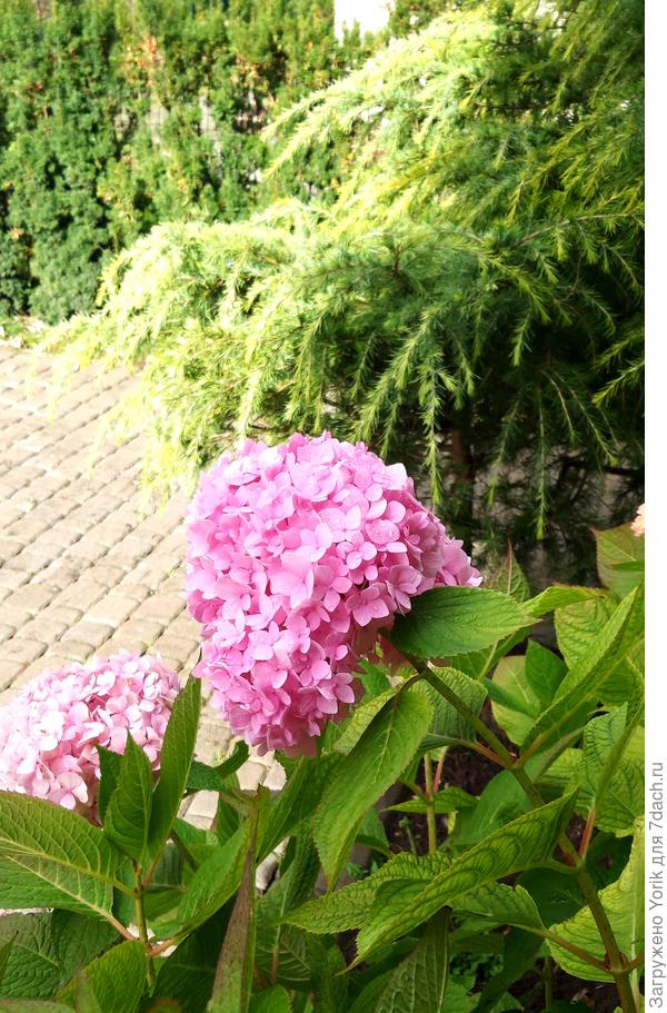 Доцветают гортензии, наверное новых соцветий уже не будет