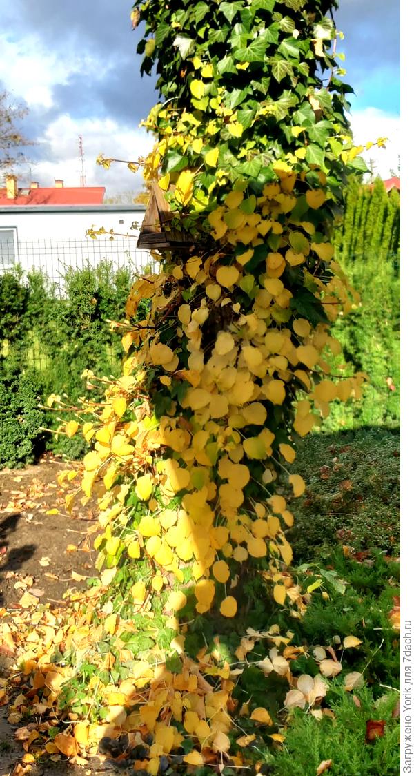 Этакая смесь жёлтого с зеленым