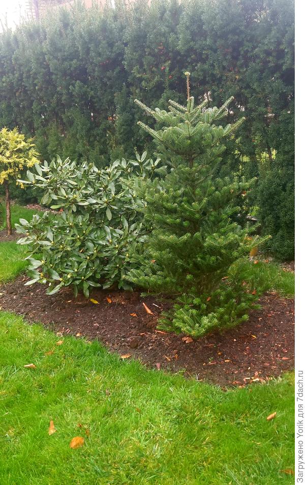 Думаю, что весной даст хороший прирост