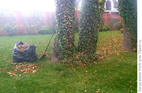 Пока не было дождя, убирал листву