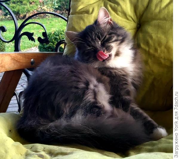 Зато у нас вот какой язык. Сегодня ради интереса (или от нечего делать) засек время, сколько Хлоя вылизывала лапу. 3 минуты 26 секунд.