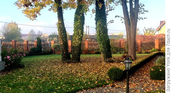 Но осень берет свое.  Это нападало листвы за день. Так что разминка с граблями гарантирована.