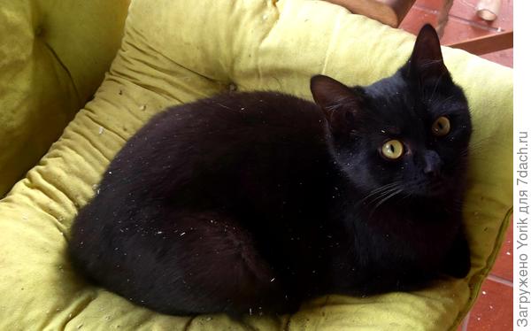 Сегодня активно помогал в обпиливании  лип.