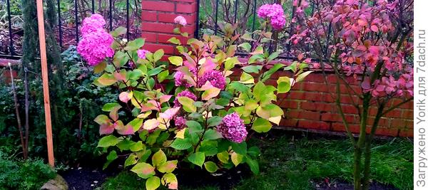 У соцветий стал более насыщенный цвет