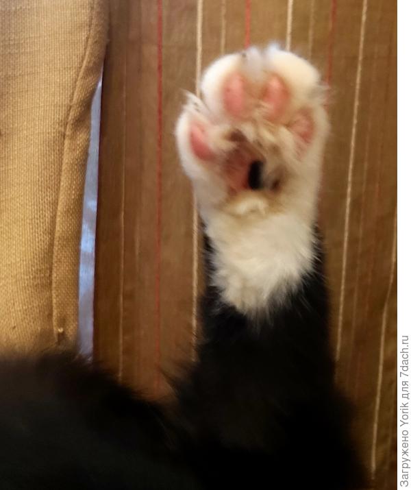 Прежде чем зайти в дом, показывают, что лапы чистые