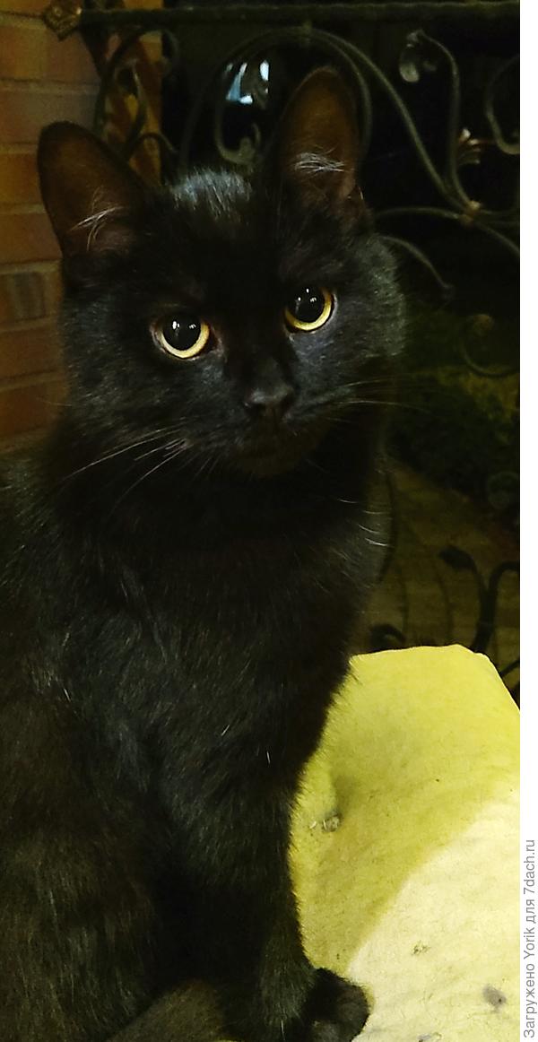 Вот скажи мне, похож я на Багиру?