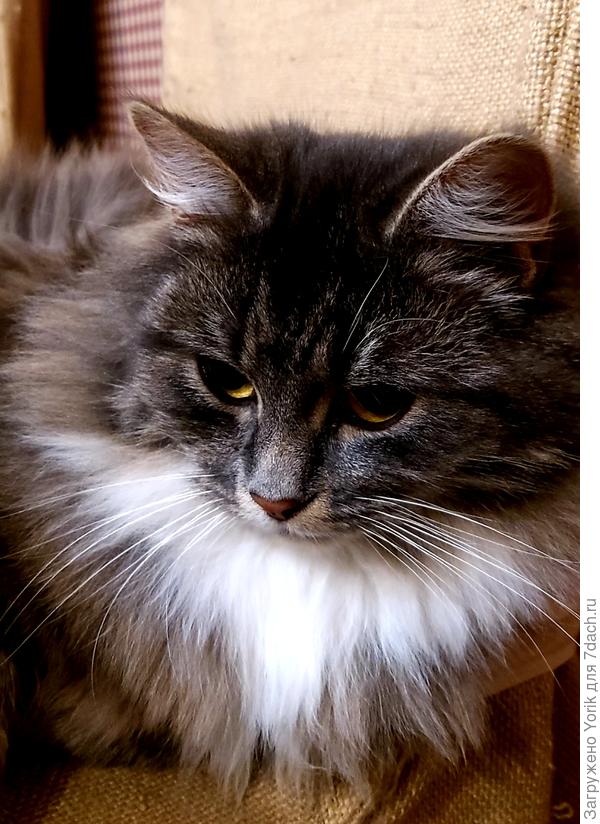 Среди всех этих чухонцев, одна я, девочка