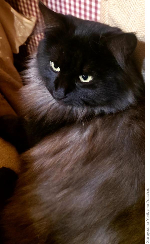 Главный помощник.  &quot;лучше бы что то мясное готовил&quot;.