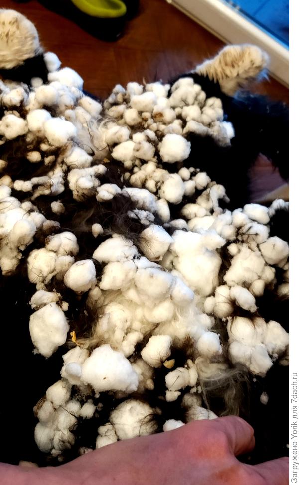 Пятнашка погулял по снегу.  Такой вот у нас живот после прогулки