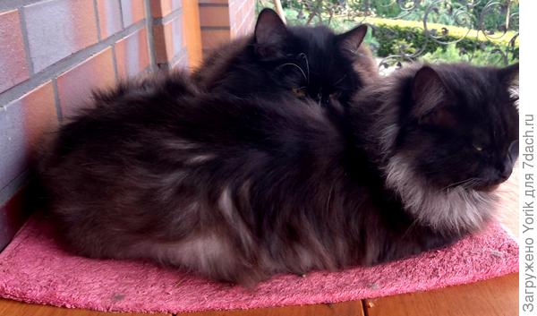 Коты зимуют.